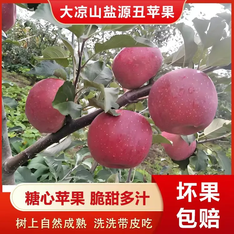 正宗四川大凉山盐源高山丑苹果脆甜爽口多汁新鲜采摘营养果香浓郁