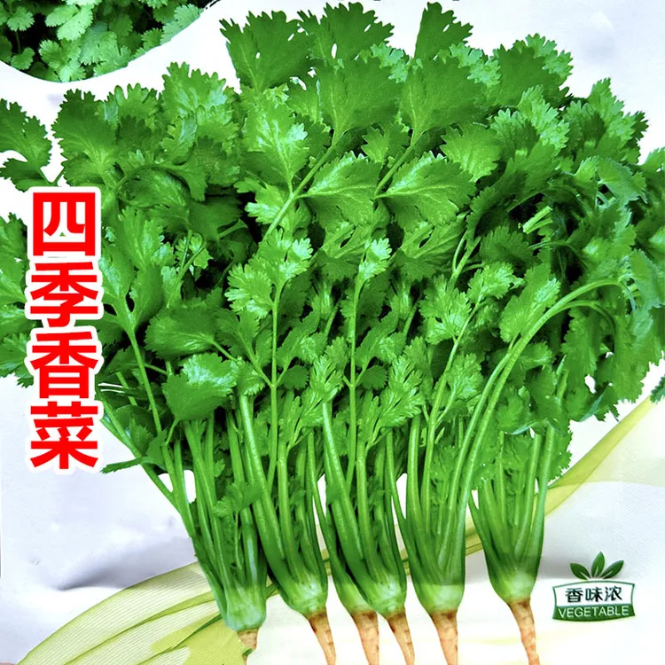 耐热四季大叶速生香菜种子芫荽种籽农家阳台盆栽脱水蔬菜品种种孑