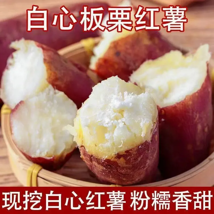 新鲜白心板栗薯沙地现挖老品种番薯红皮地瓜【新人支持试吃2斤】