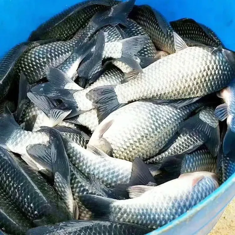 鲫鱼中科五号鲫鱼食用鲫鱼 淡水鲫鱼