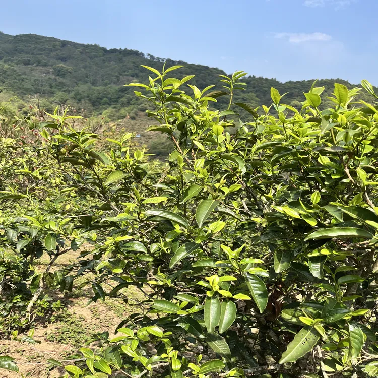 2025年昔归茶区邦东中大树混采头采普洱茶生茶