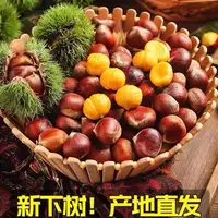 新鲜现摘高山板栗清脆鲜香东北老品种大板栗老树现摘毛栗子送栗爪