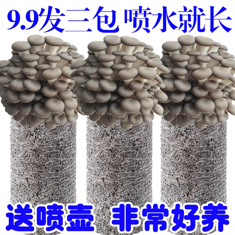 【买1发3】蘑菇菌包好养喷水就长食用菌菌棒平菇种植包菌菇包菌种包