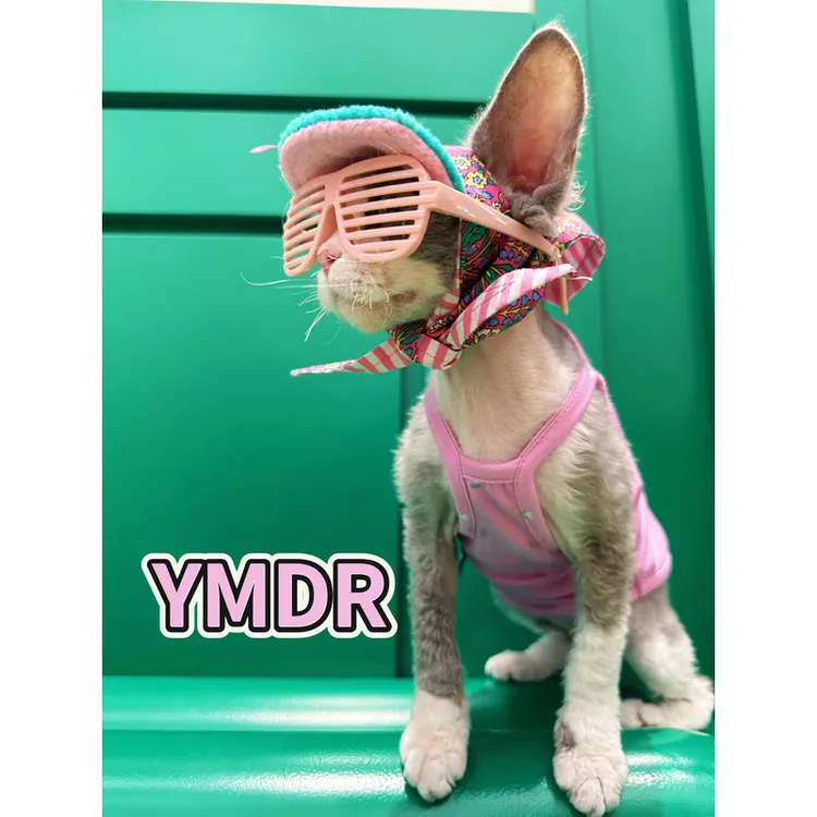 帽YMDR德文猫防晒帽无毛猫衣服夏季莫代尔吊带潮酷粉绿村花GD帽子