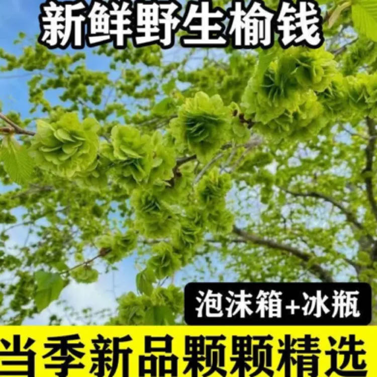 新鲜榆钱野菜人工采摘榆树钱串子食用蔬菜现摘包邮
