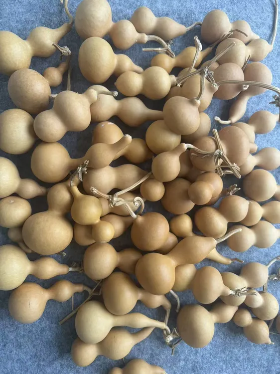 纯天然小葫芦高3-8厘米（一物一拍  品相随机）