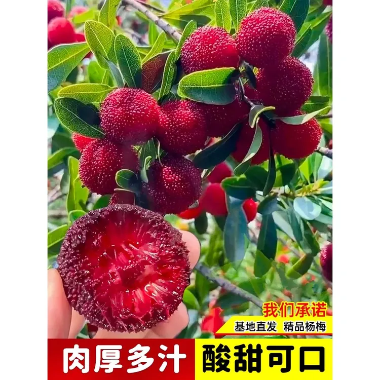 杨梅树树苗黑炭东魁杨梅特大树苗嫁接果苗当年结果南北方种植带土
