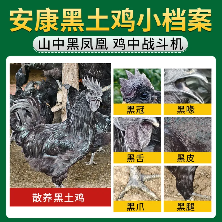 善科农业陕西安康270天林下纯粮散养黑土鸡散养土鸡鸡肉农家散养