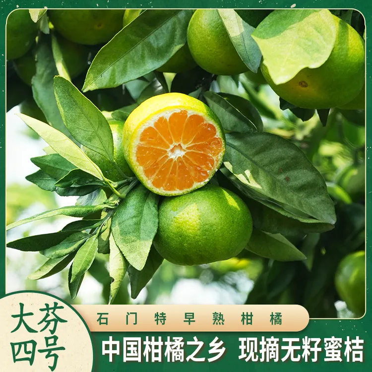 石门柑橘特早熟大芬4号当季蜜桔新鲜桔子宝宝果蜜橘橘子现摘现发