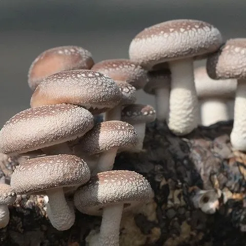 22年香菇菌~种阳台盆栽地栽办公室家庭种植赠送种植说明种子