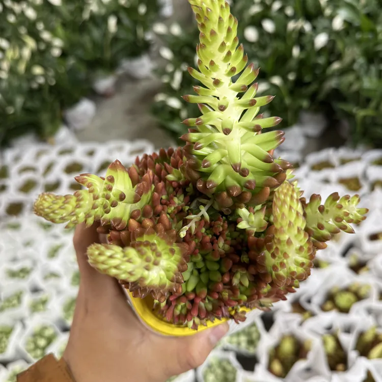 西藏包邮绿植-多肉风火轮