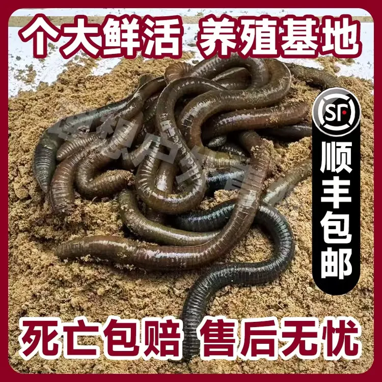 鲜活青蚯蚓黑蚯蚓特大号活体蚯蚓钓黄鳝挂钩钓鱼活饵