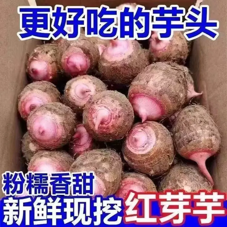 【牛奶红芽芋头】贵州牛奶红芽芋头红芽芋艿香芋新鲜应季现挖现发商品图