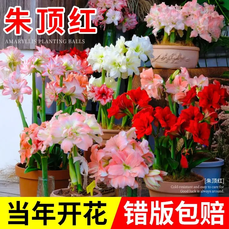 朱顶红种球阿弗雷鬼魅双梦重瓣室外室内花卉盆栽四季好养易活绿植