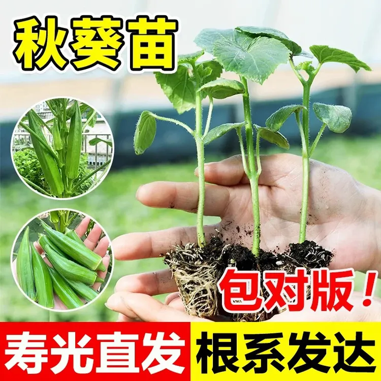 【山东寿光对版秋葵苗】秋葵种苗盆栽地栽种植简单商品图