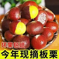 新鲜现摘高山老树板栗清脆甘甜鲜香生栗子难剥皮送栗爪