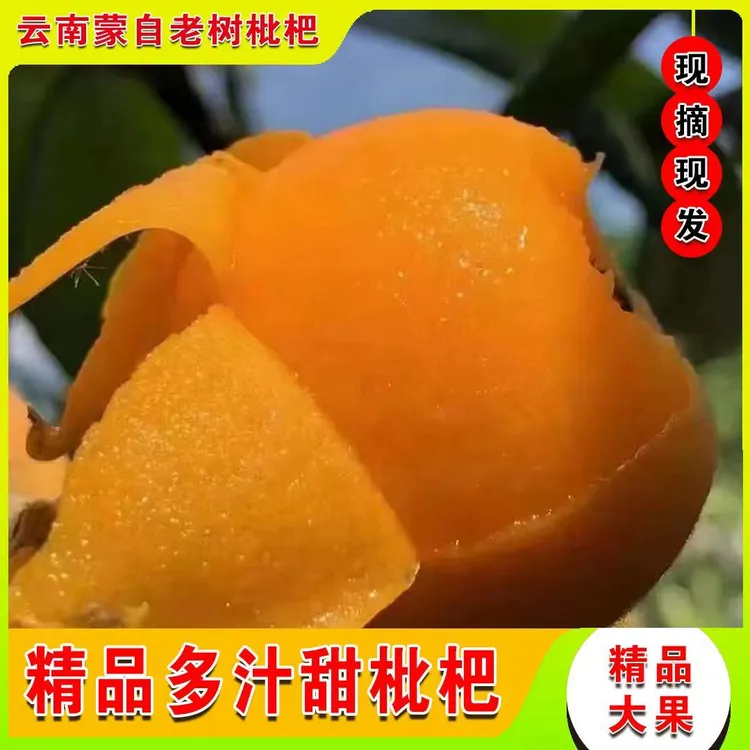 云南蒙自新鲜枇杷当季水果多汁鲜甜饱满大果