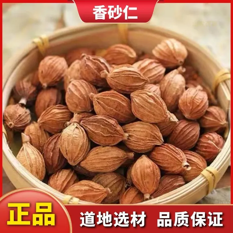 香砂仁新货香砂仁干货散装香砂仁川砂仁土砂仁香沙仁卤料火锅料