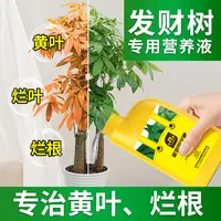 史丹利发财树营养液专用肥治黄叶枯叶烂根室内盆栽盆景通用水溶肥