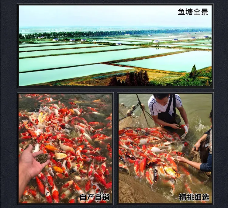 广东湛江自家直发锦鲤活体中型高档20~27公分观赏鱼发3条包邮
