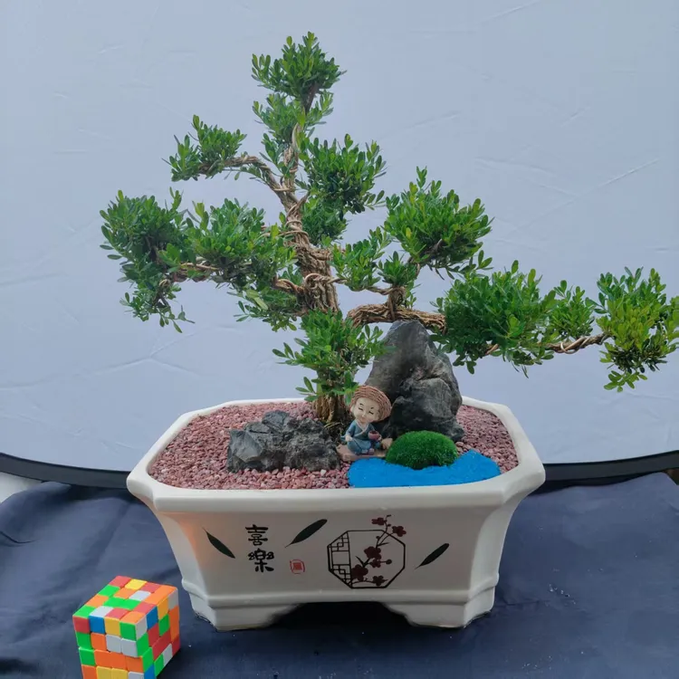 黄杨室内外高端盆景四季常青可用于茶室装饰