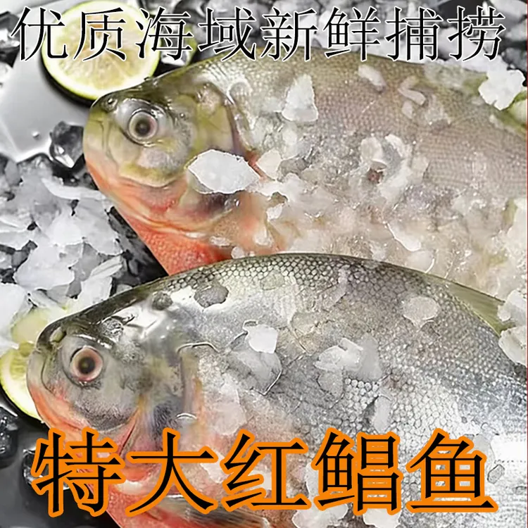 大正宗特大红鲳鱼新鲜整箱鲜活冷冻平鱼速冻镜鱼批发整条鲳鱼