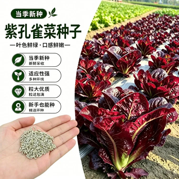 【s】紫孔雀菜种子盆栽阳台小院种植商品图