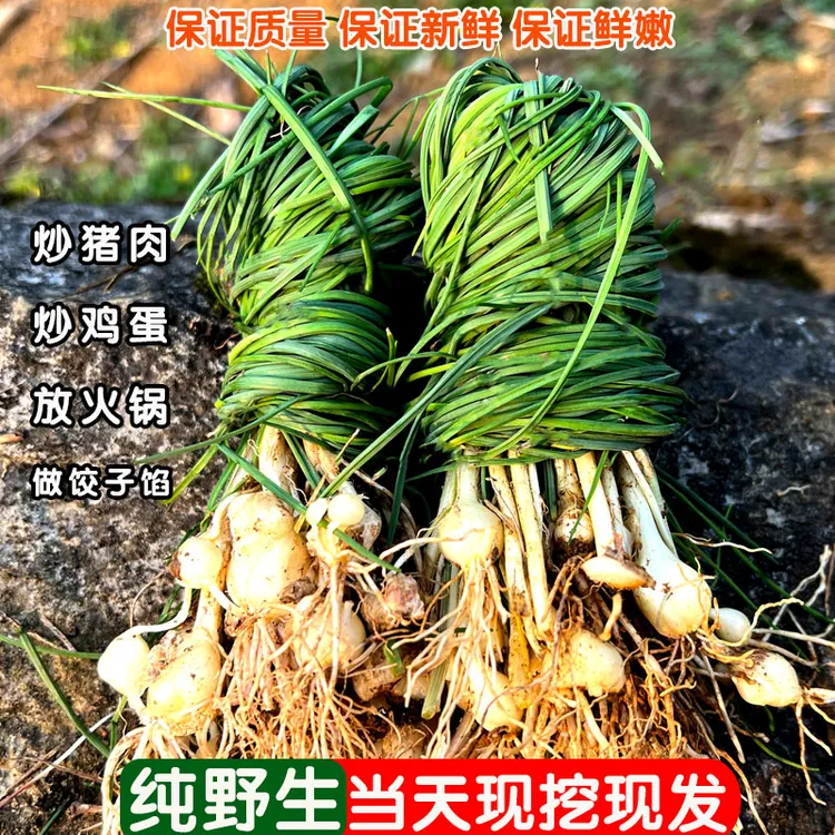 贵州野葱新鲜现挖野菜野生苦蒜当季凉拌下饭菜野蒜头种苗蔬菜薤白