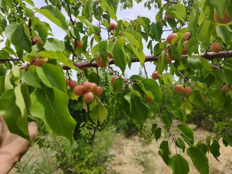 新疆吊干杏新鲜水果当季杏子香甜爆汁小红杏