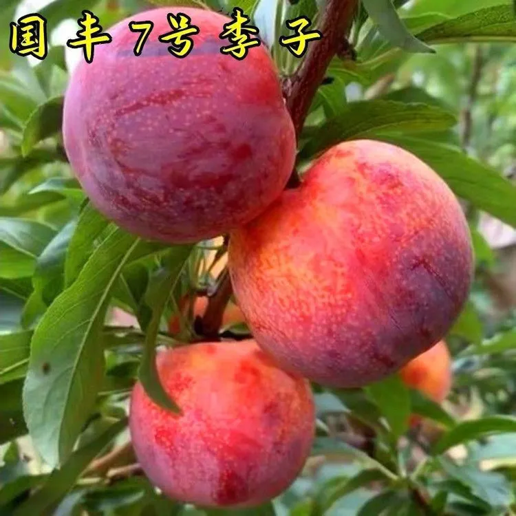 正宗嫁接国峰七号李子树苗新品种晚熟李子苗南方北方种植包成活商品图