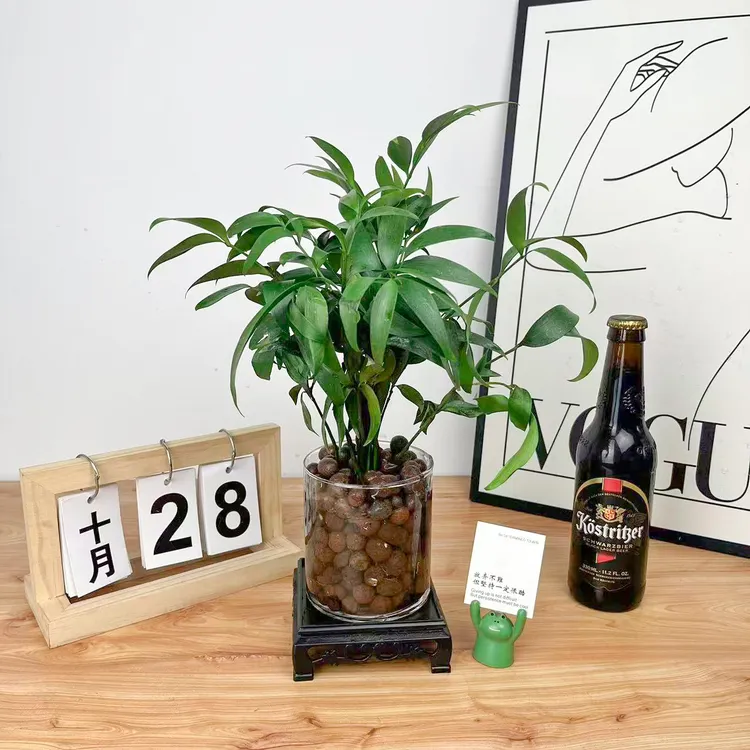 水培竹柏驱蚊懒人植物长寿竹绿植水生发财树四季常青好养活室内