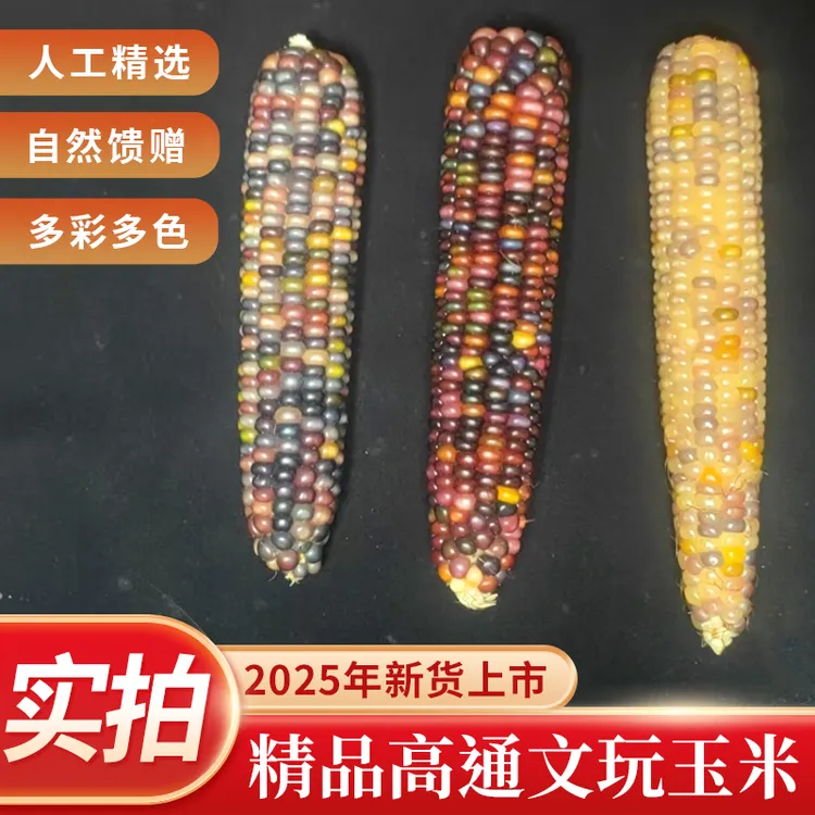 【高通款】文玩玉米盘玩玉米毛料手把件挂件玉米