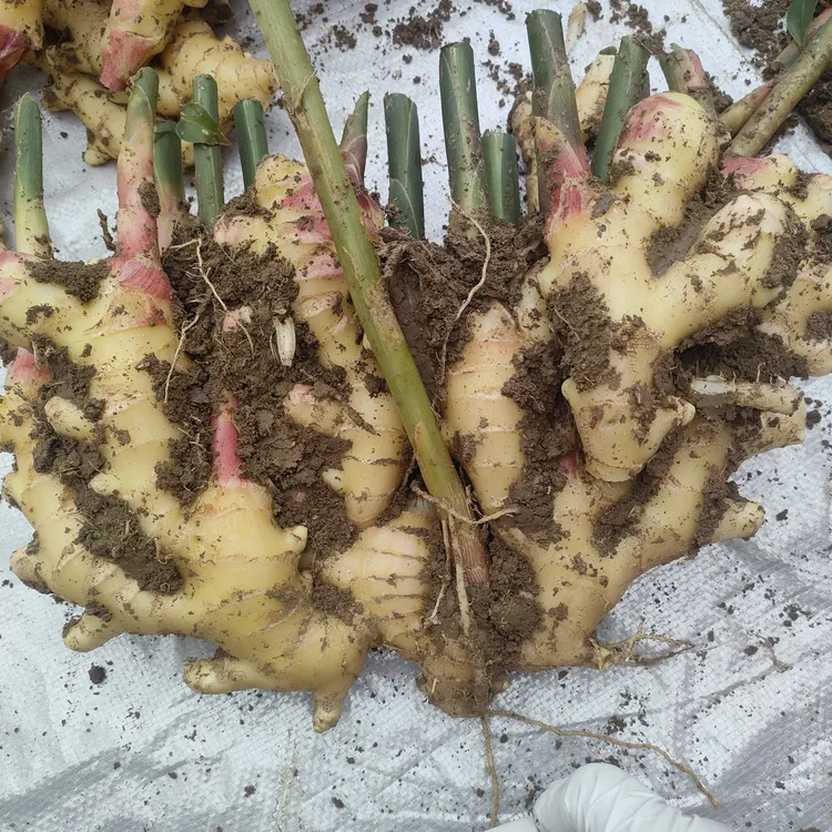 山农大姜，特大精选姜产地批发姜，北方天气太冷，不要下单，容易冻伤