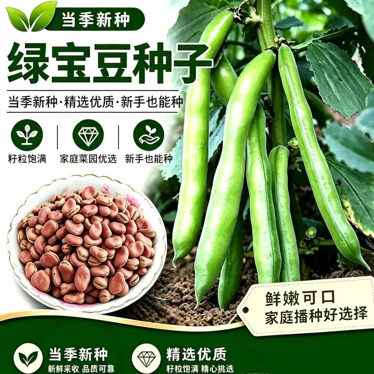 绿宝蚕豆种子秋冬绿宝七星特大高产蚕豆种子罗汉豆种籽早熟耐寒商品图