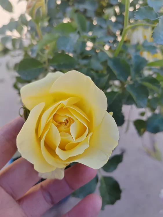 狮子座月季花苗四季开花大花浓香盆栽植物室内外绿植