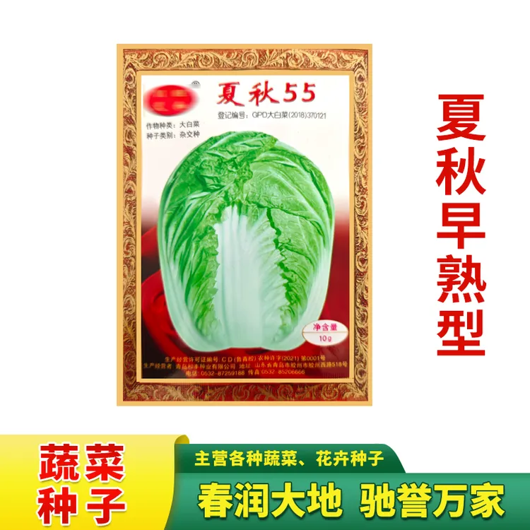 夏秋55天白菜种子10g秋季耐热白菜种籽义和秋大白菜秋冬白菜种籽