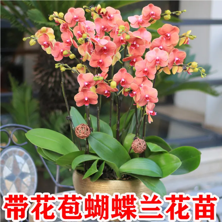高品质蝴蝶兰盆栽带花剑发货 6 - 7个月花期好养花卉