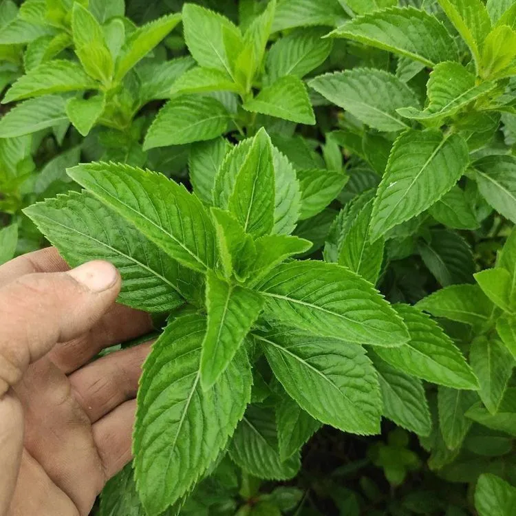 正宗中华土薄荷银丹草药材盆栽可食用驱蚊清凉野薄荷室内阳台四季