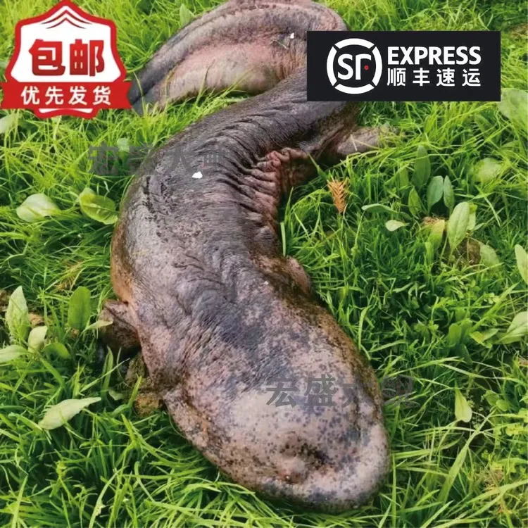 娃娃鱼食用鲜活养殖大鲵生鲜做法水产淡水冷滋补【顺丰包邮】海鲜