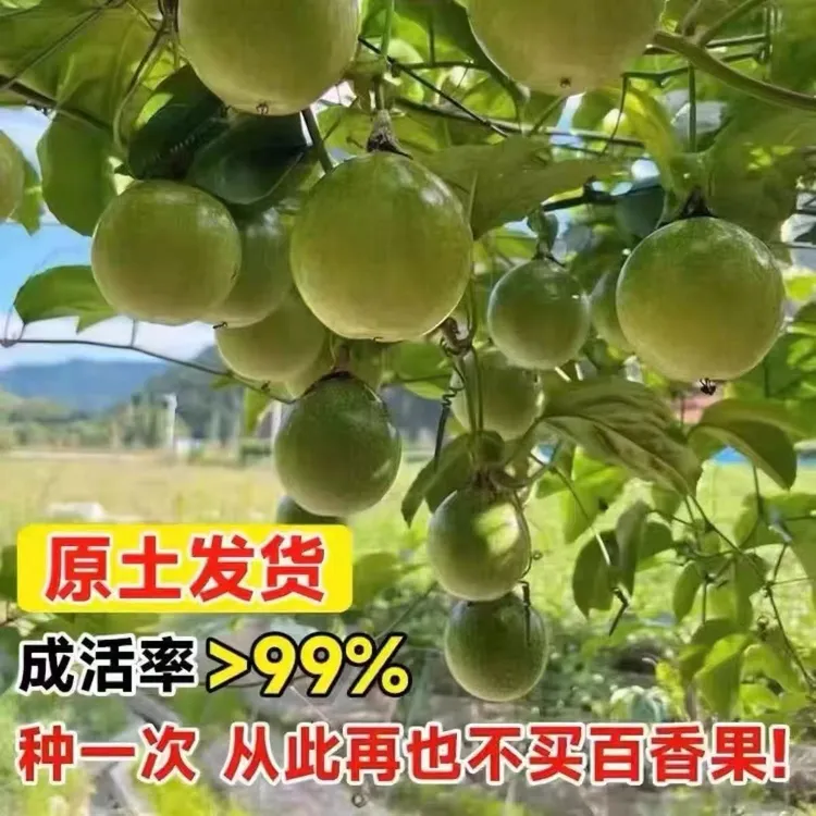 黄金9号黄金百香果嫁接苗一年四季爬藤不断当年结果南北方可种植