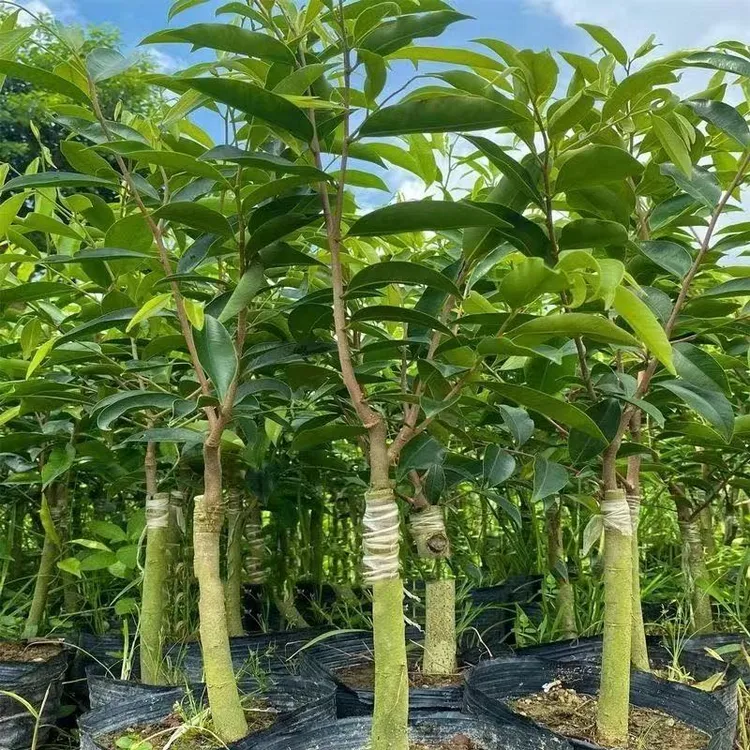 正宗名贵海南沉香树苗 沉香苗 沉香树树苗 沉香苗木 沉香木苗批发