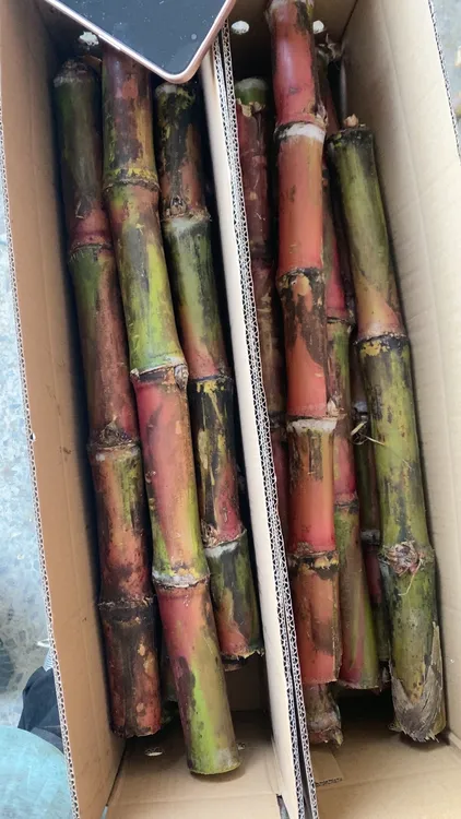 云南脆皮甘蔗现砍现发产地直发脆甜可口甘蔗好吃不贵农家自种