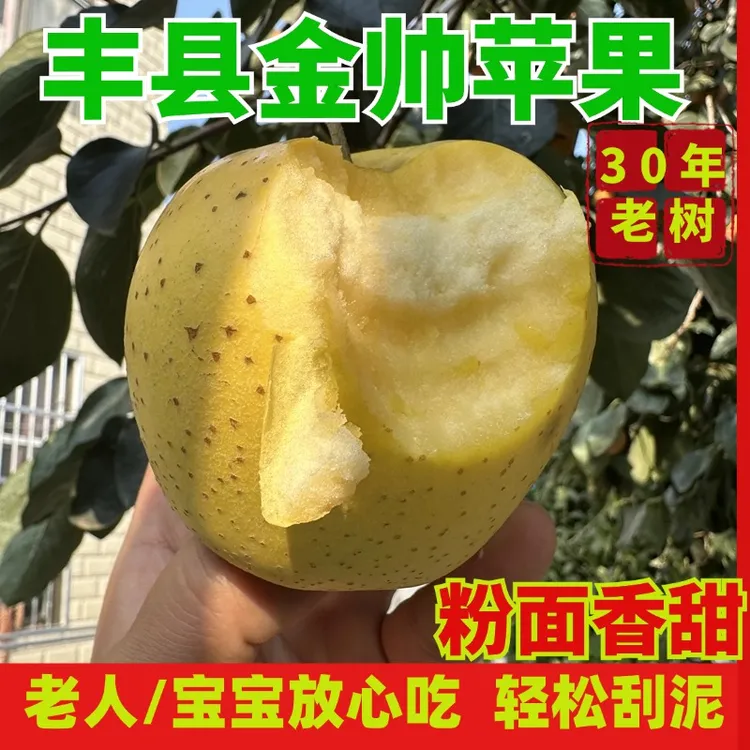 【粉面香甜】金帅苹果丰县大沙河老树金帅苹果酸甜粉 青苹果 黄香蕉