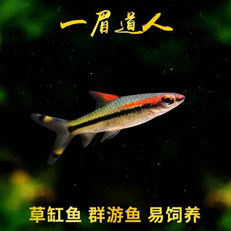 一眉道人鱼活体热带鱼观赏鱼草缸鱼群游鱼小型淡水鱼可混养中型鱼