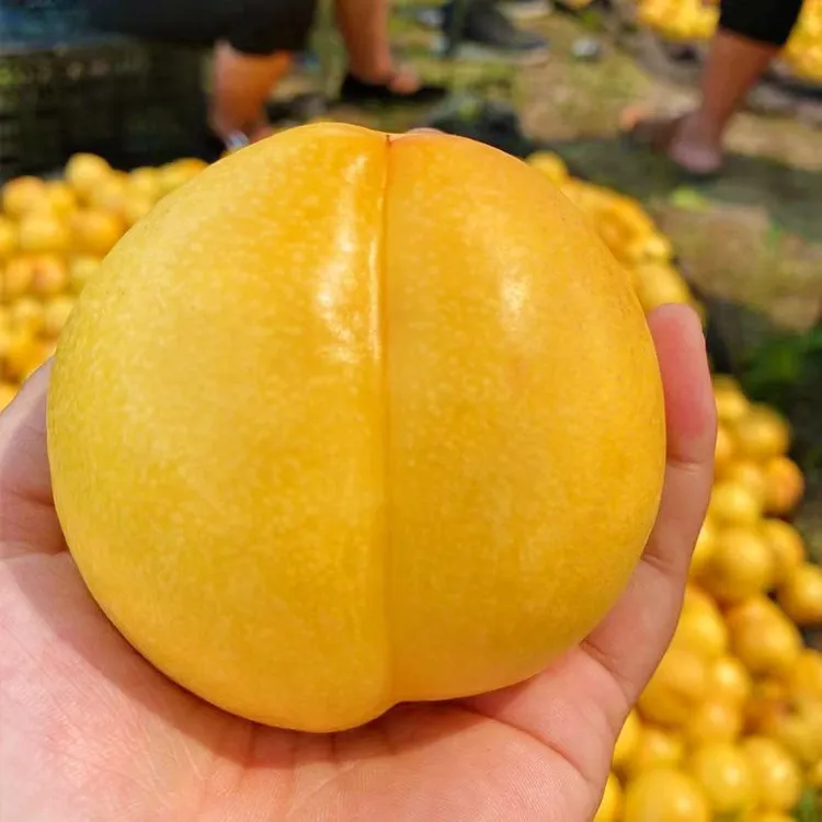 山东蒙阴油桃新鲜现摘脆软两吃香甜多汁水果