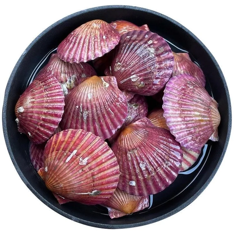 (买三斤送二斤）新鲜红贝正当季当天捕捞当天发鲜甜肥美保鲜