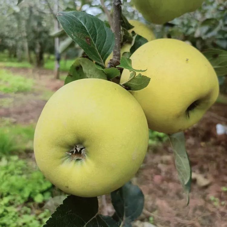 盐源黄金维纳斯苹果黄金苹果正宗独特高原都市外皮酸甜脆九斤装