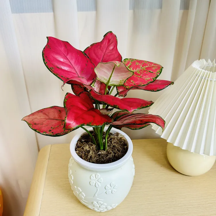 吉利红如意盆栽HK水培植物吸除甲醛好养四季易活