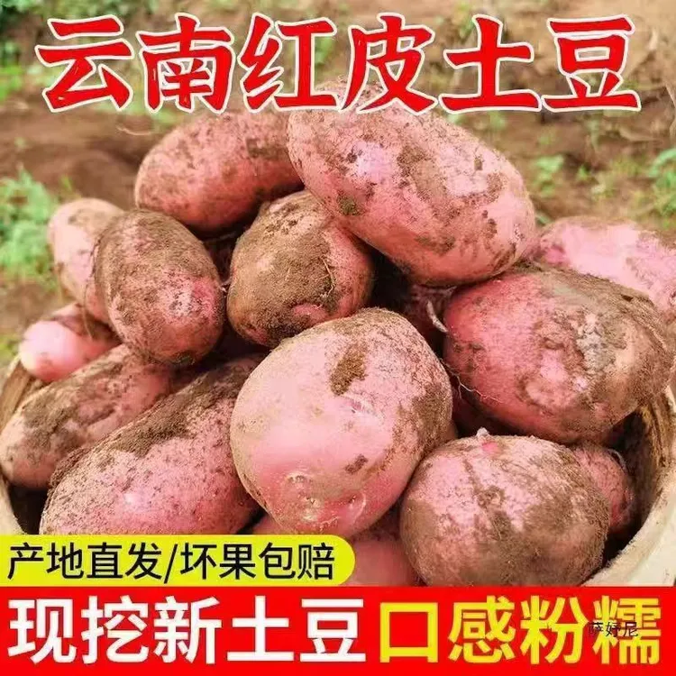 【小迪补贴】云南红皮土豆高山露天种植红皮黄心土豆粉糯现挖现发 