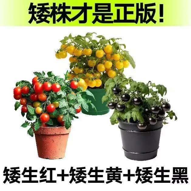 【山东寿光发货矮生小番茄】红黄黑矮生盆栽番茄苗新手小白种植简单商品图